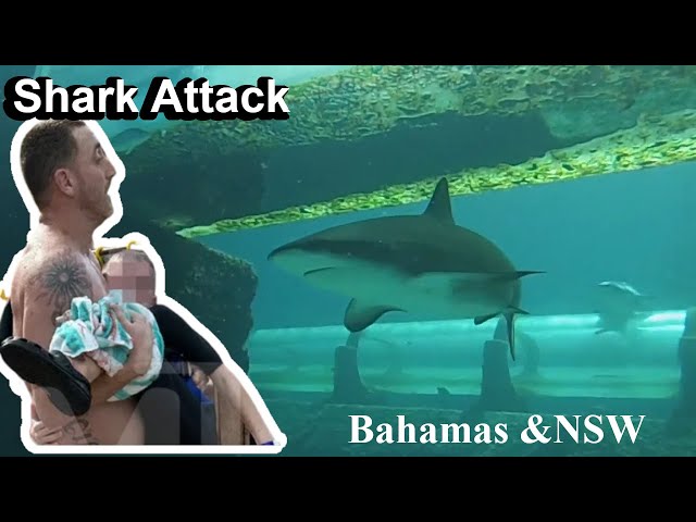 Shark Bites 10-year-old Child in the Bahamas, Bull Shark Attack in New South Wales