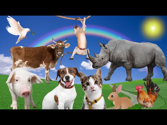 Animal sound synthesis: cow, dog, cat, chicken, duck, monkey, elephant - Most interesting moments