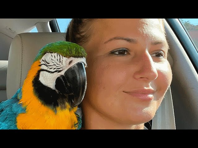 No one wanted this 'crazy' shelter parrot. Then a woman took him home.