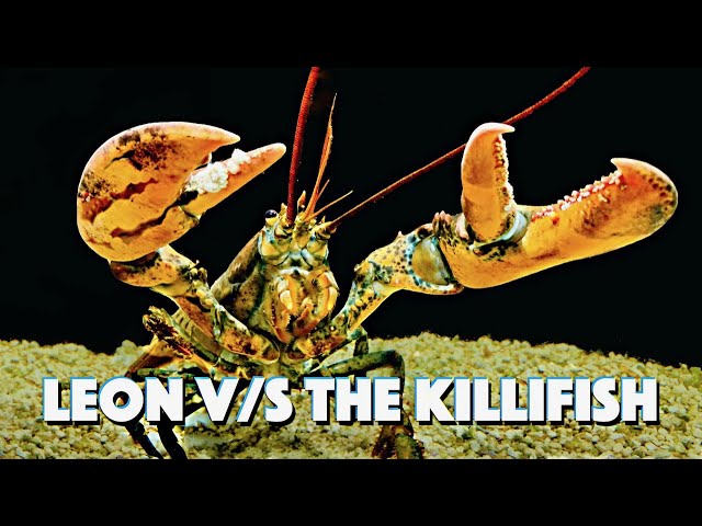 Leon VS The killifish
