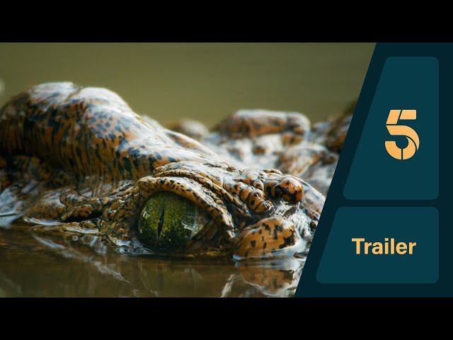 Killer Crocs with Steve Backshall | Promo | Channel 5