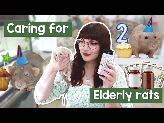 Caring for Elderly rats | Health, feeding & cage changes