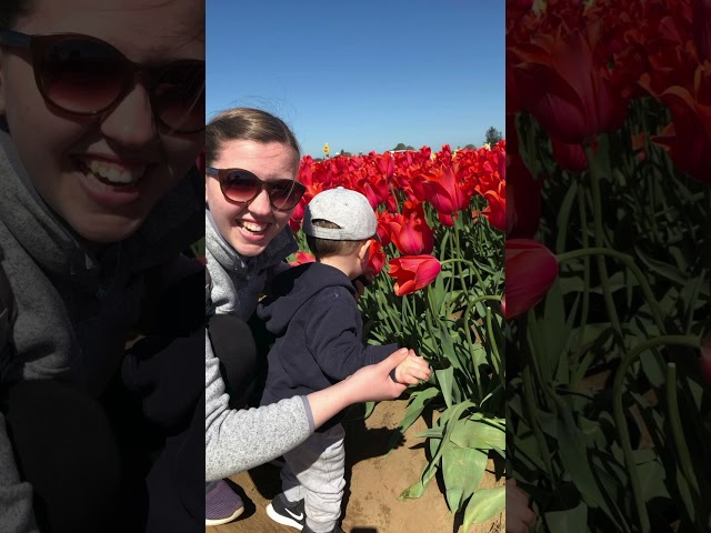 Have You Been To Wooden Shoe Tulip Festival?