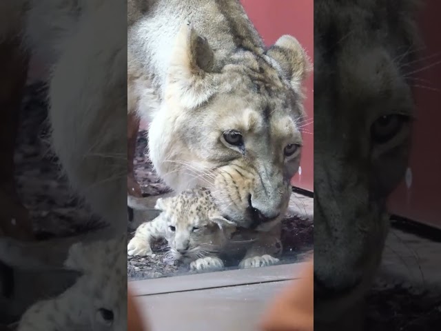 Zoo Schwerin: Kleine Löwen entwickeln sich prächtig