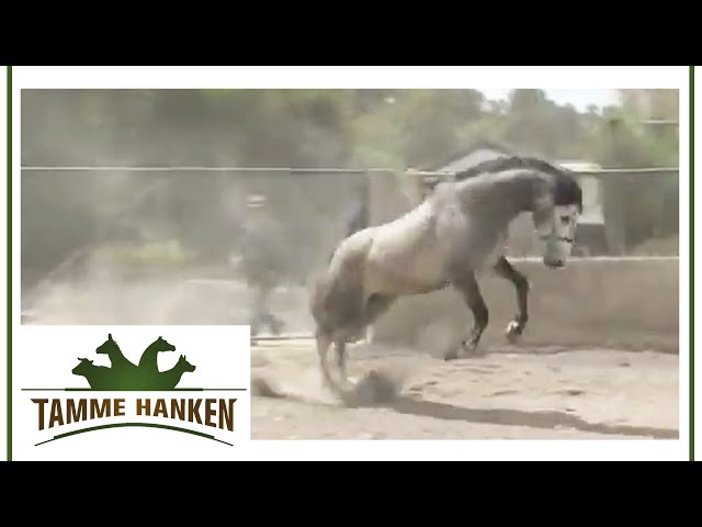 Pferd dreht durch! Tamme behandelt beiß- und schlagwütigen Schimmel | Tamme Hanken | Kabel Eins