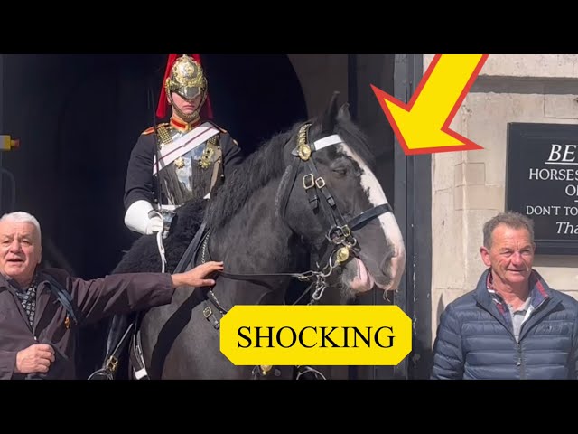 DISRESPECTFUL Tourists REFUSE TO RELEASE ignoring the signs and provoking the king’s guard horse!!