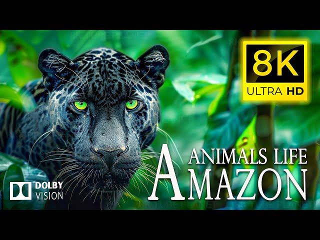 8K Ultimate Animal Kingdom 🐾THE GREATNESS of life on Earth  | Cinematic Sound (Colorful Animal Life)
