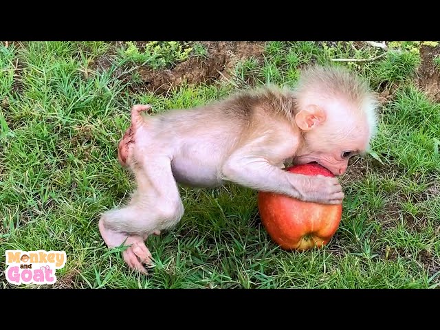 Baby monkey hide goats eat apple alone