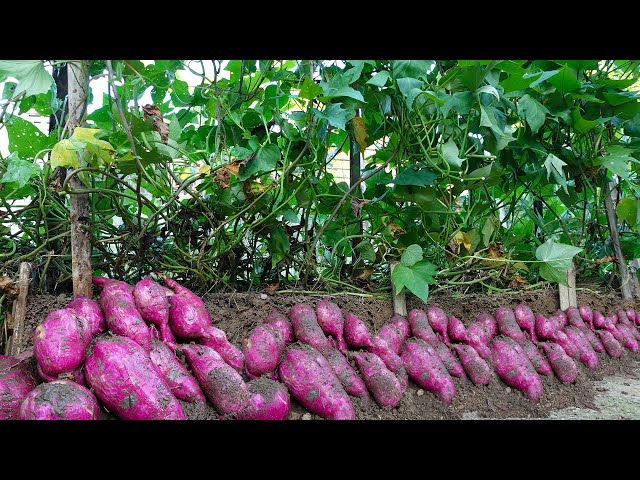 Revolutionary Technique: Growing Sweet Potatoes Vertically | Maximized Tuber Yield, Minimal Space
