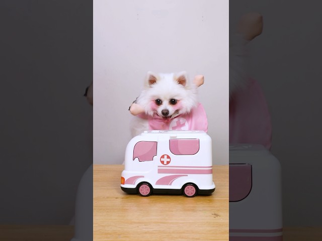 Nico: Strange patient!#nico #funny #smartnico #dog #cute