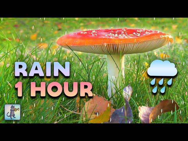 1 HOUR of Soothing Rain Sounds ~ NO THUNDER ~ Rain Sounds for Sleeping 🌧️🍄