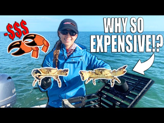 How Expensive is Stone Crab!? *Price Breakdown*