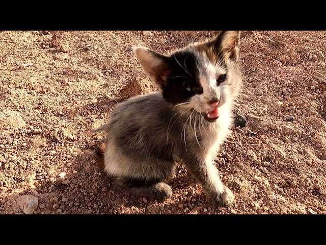 rescue a homeless kitten from way