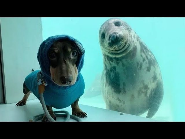 New Funny Animals 😸🐶 Best Funny Dogs and Cats Videos To Crack You Up All Long Day