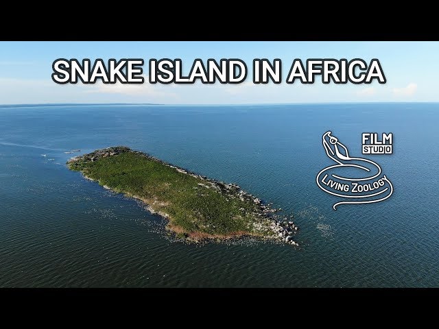 Snake island in Africa - Musambwa island with deadly Forest cobras