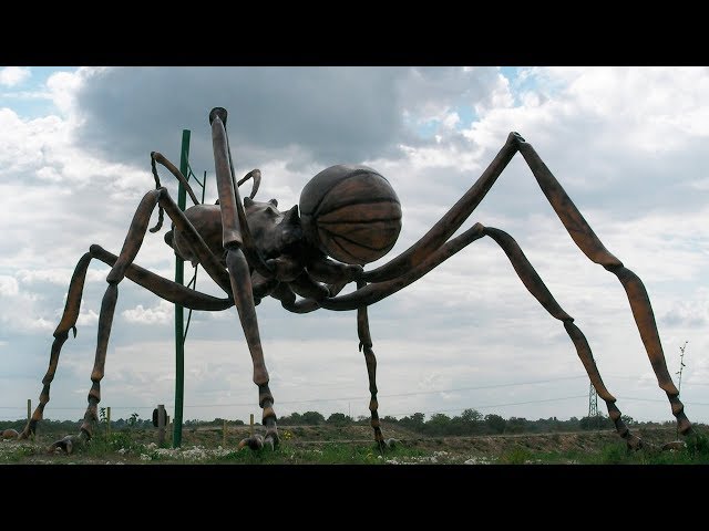 The BIGGEST ANT In The World 🐜 | Learn more about this giant insect
