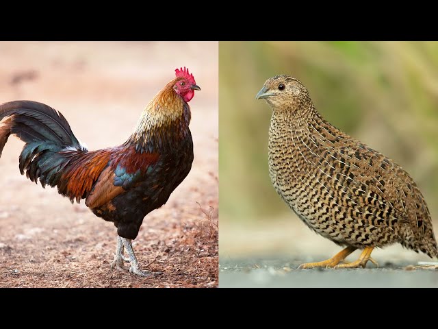 Chicken Vs Quail | Poultry | Differences
