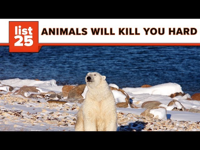 25 Most Dangerous Animals In The World