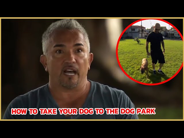 How To Take Your Dog To The Park | Cesar911 Shorts
