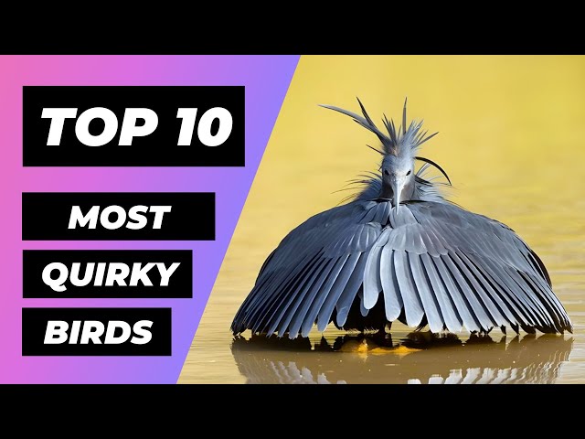 Top 10 Most Quirky Birds on Earth! | 1 Minute Animals
