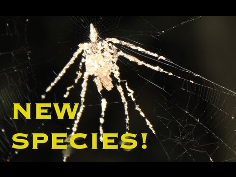FIRST VIDEO OF NEW SPIDER SPECIES! - Smarter Every Day 78
