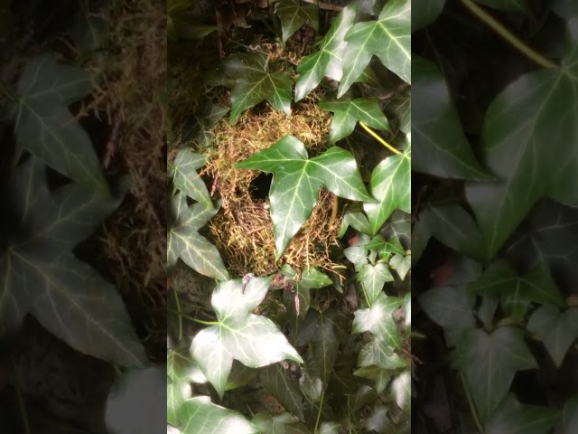 Nature in a Permaculture Garden 2 - A Wren's Nest Hidden Behind Ivy Growing on an Old Shed Wall