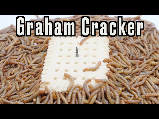 Mealworms vs Graham Cracker