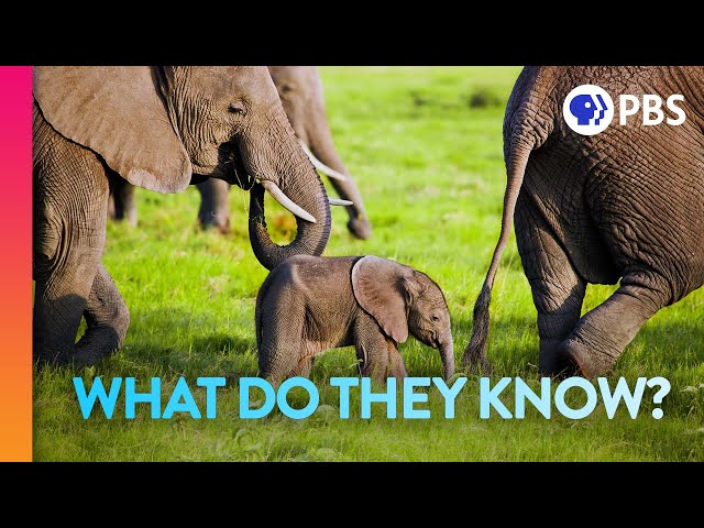 Elephant Moms Carry the Wisdom of Generations | IN OUR NATURE