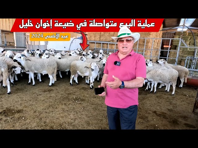 عملية بيع أضحية العيد لسنة 2024 متواصلة في ضيعة إخوان خليل