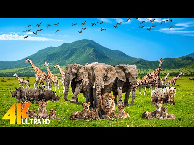 4K (60FPS) African Animals: Dorob National Park - Scenic Wildlife Film With Calming Music