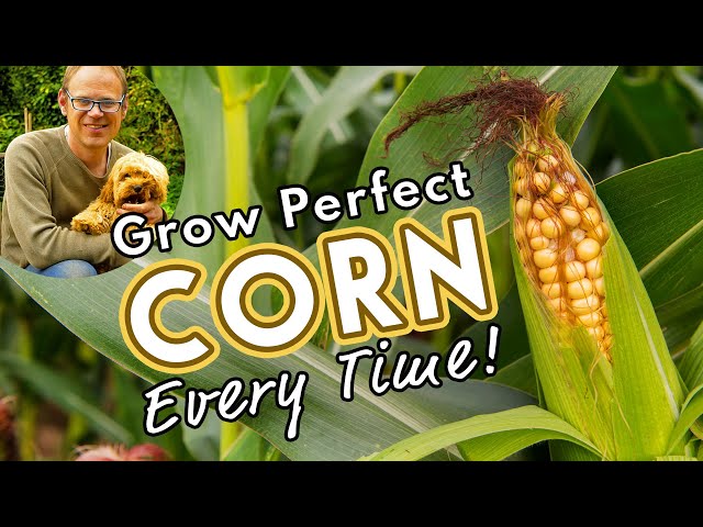 🌽 How to Grow the Best Corn!
