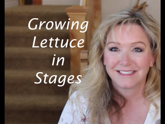 Growing Lettuce in Stages