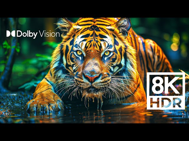 WILD WORLD DOLBY VISION™ | EXTREME COLORS [8K HDR]