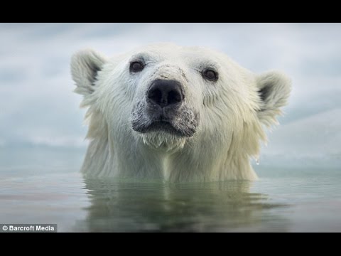 Animals Wildlife documentary