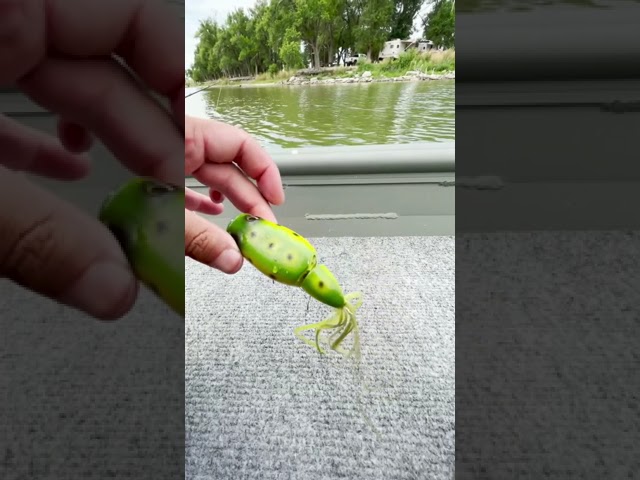 Craziest Frog Lure EVER!!