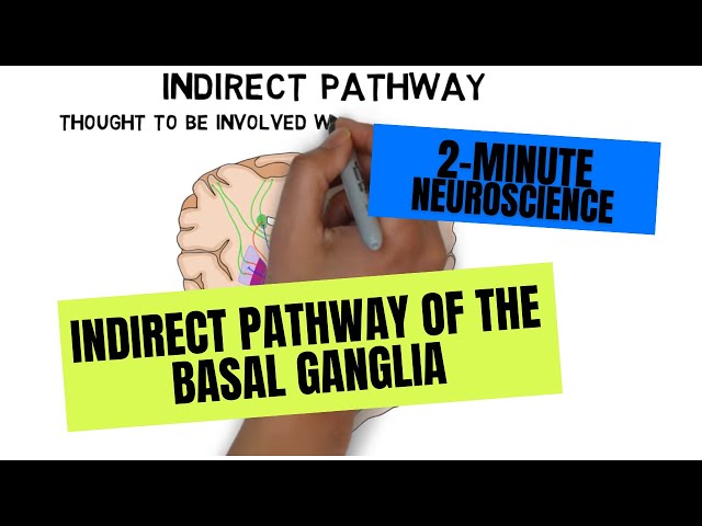 2-Minute Neuroscience: Indirect Pathway of the Basal Ganglia