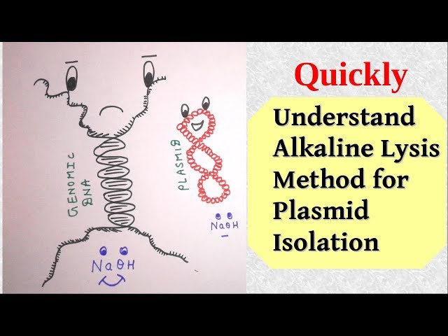 Plasmid isolation by alkaline lysis method