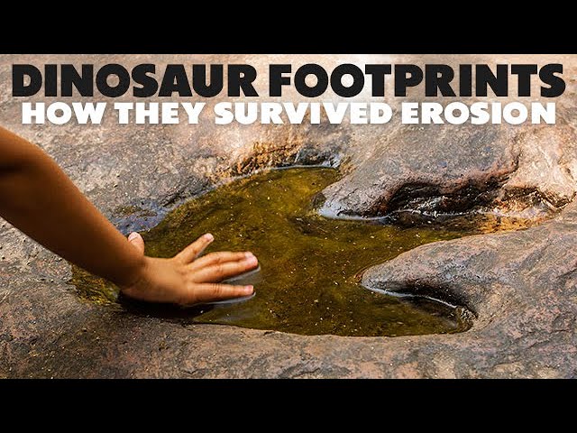 How Dinosaur Footprints Survived 65 Million Years