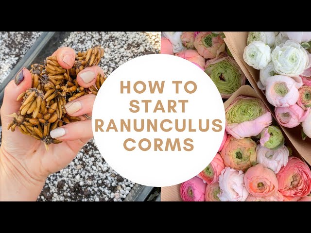 How To Pre- Sprout Ranunculus Corms | Planting Ranunculus | Ranunculus Bulbs | Flower Farming