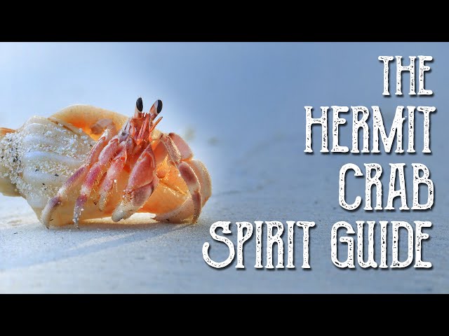 Hermit Crab Spirit Guide -Ask the Spirit Guides Oracle, Totem Animal, Power Animal, Magical Crafting