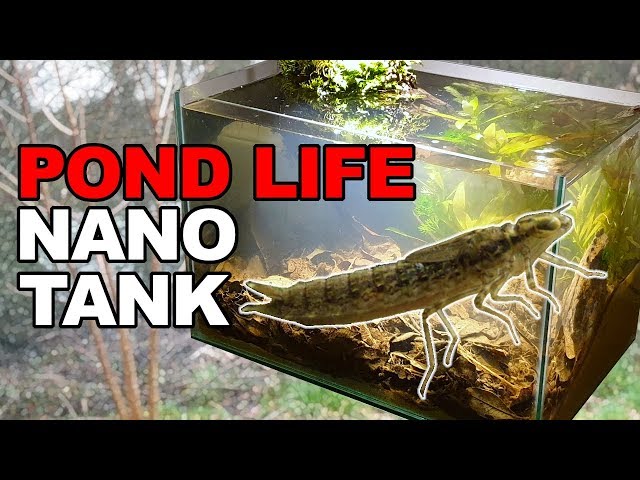 Pond Life - Nano Tank || How To: No Filter No Heater No Ferts No co2
