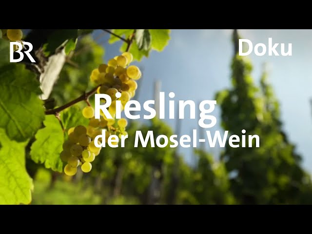 Deutscher Wein an der Mosel - eine Riesling-Reise | freizeit | Schmidt Max | BR | Doku