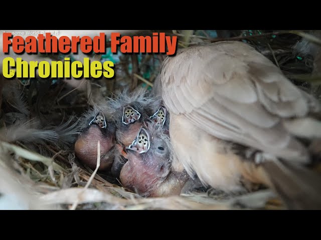 Feathered Family Chronicles Day 8: A Heartwarming Journey of Bird Parents Raising Their Newborns