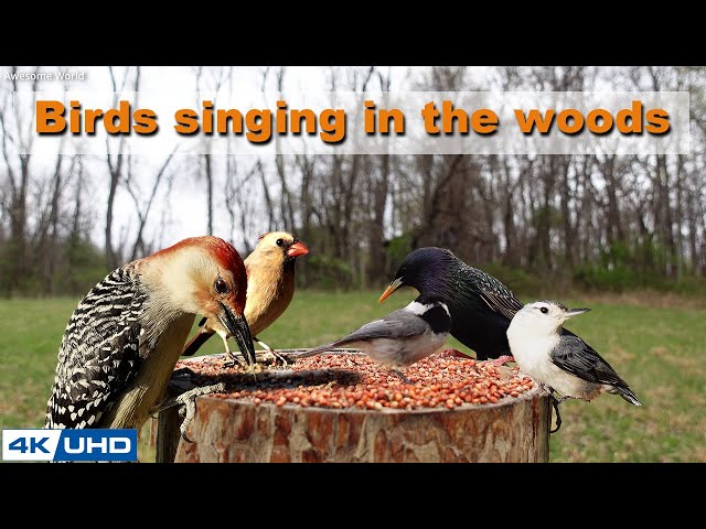 4 HOURS of Birds Singing in the Woods, 4K Cat TV, Bird Video, Relaxing Sound, Awesome World 026