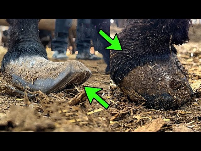 The donkey's hooves are neglected and grow backwards! The poor donkey is rescued