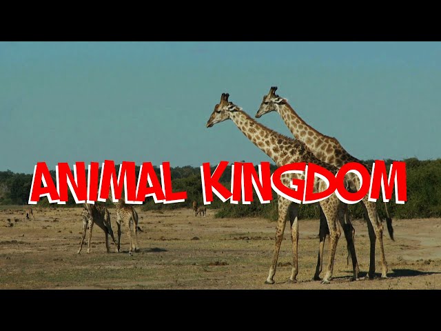 ANIMAL KINGDOM by The Brilliant Kid