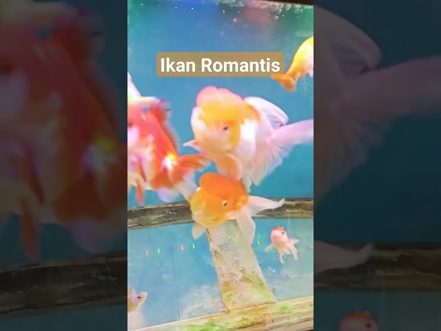 Ikan Romantis