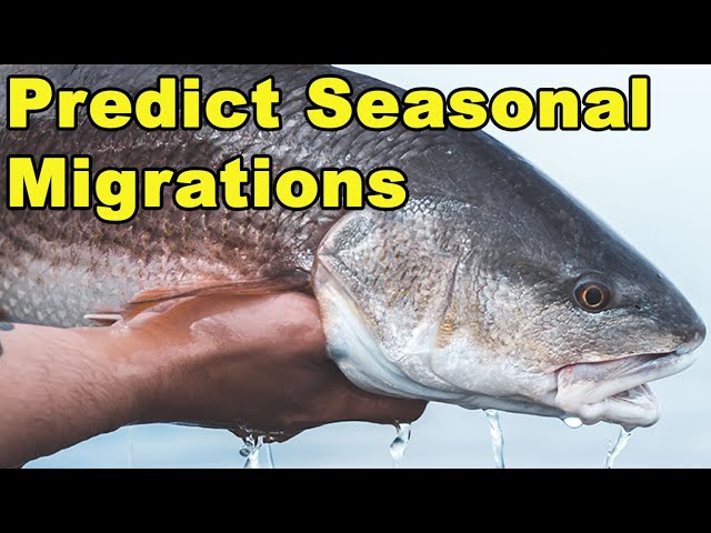 How To PREDICT Redfish & Speckled Trout Migration