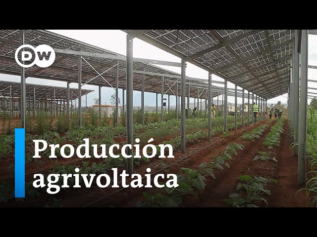 Fusionar la energía solar con la agricultura