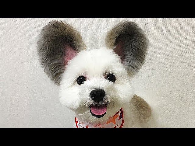GOMA - The Dog With Mickey Mouse Ears